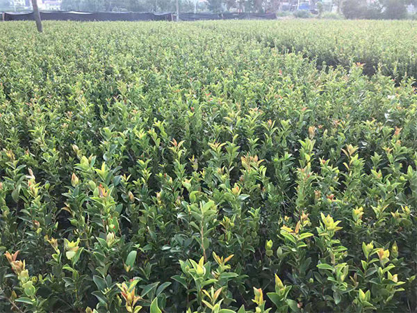 三華油茶廠家供應(yīng)|株洲哪里能買(mǎi)到裸根苗
