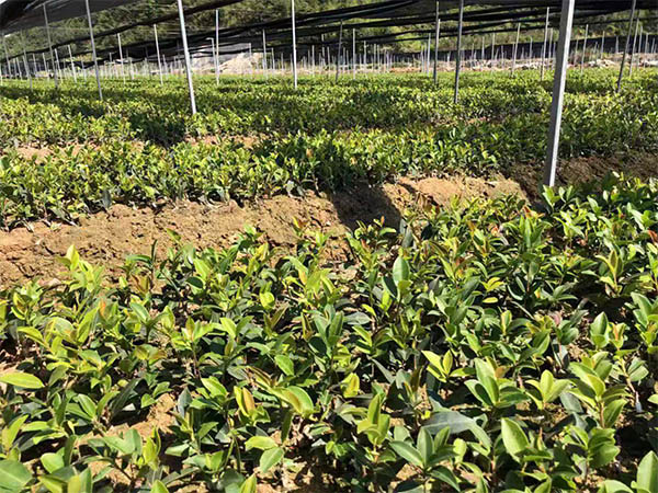 福建油茶苗_杯苗哪里有賣(mài)