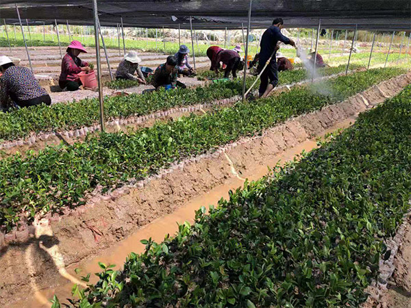 中國(guó)油茶苗批發(fā)|要買(mǎi)景逸源一年生杯苗就到景逸源園